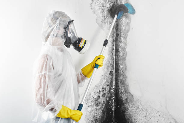 Best Black Mold Removal  in Santa Rosa, NM