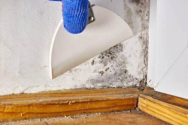 Best Mold Remediation for Rental Properties  in Santa Rosa, NM